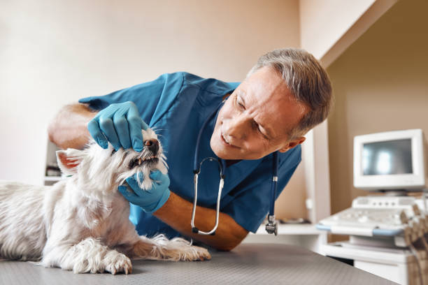 Best Emergency Dentist Near Me  in Kingsland, TX